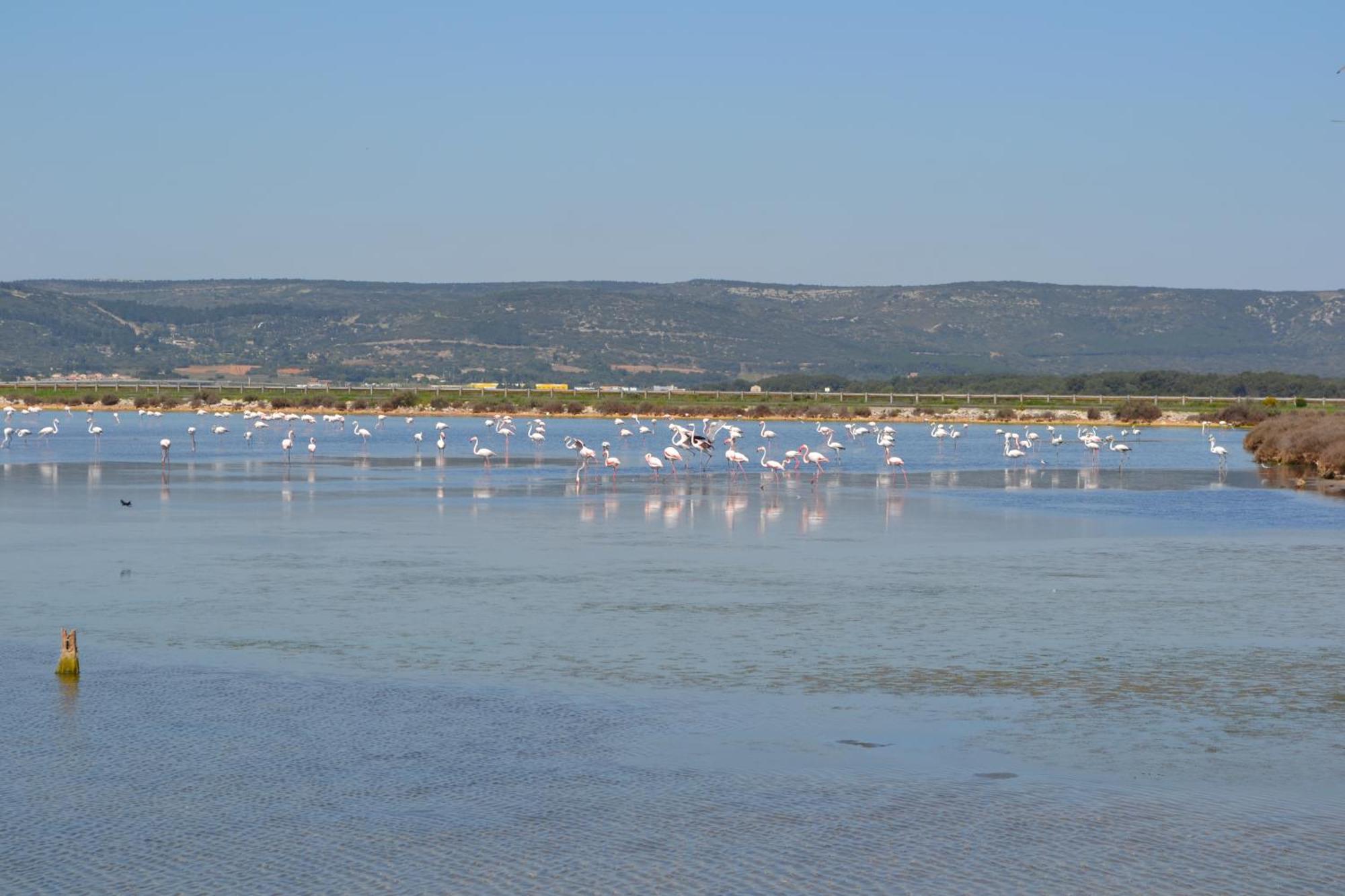 Apartamento L'Aigrette Bleue Frontignan Exterior foto